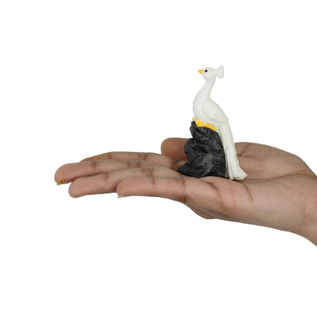 White Peacock