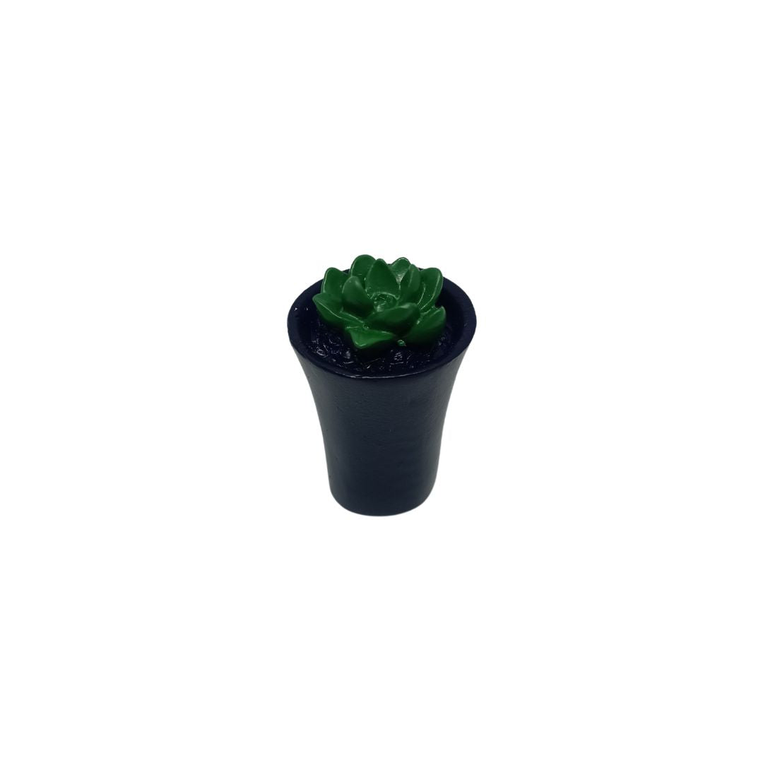 Succulent