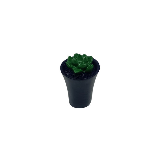 Succulent