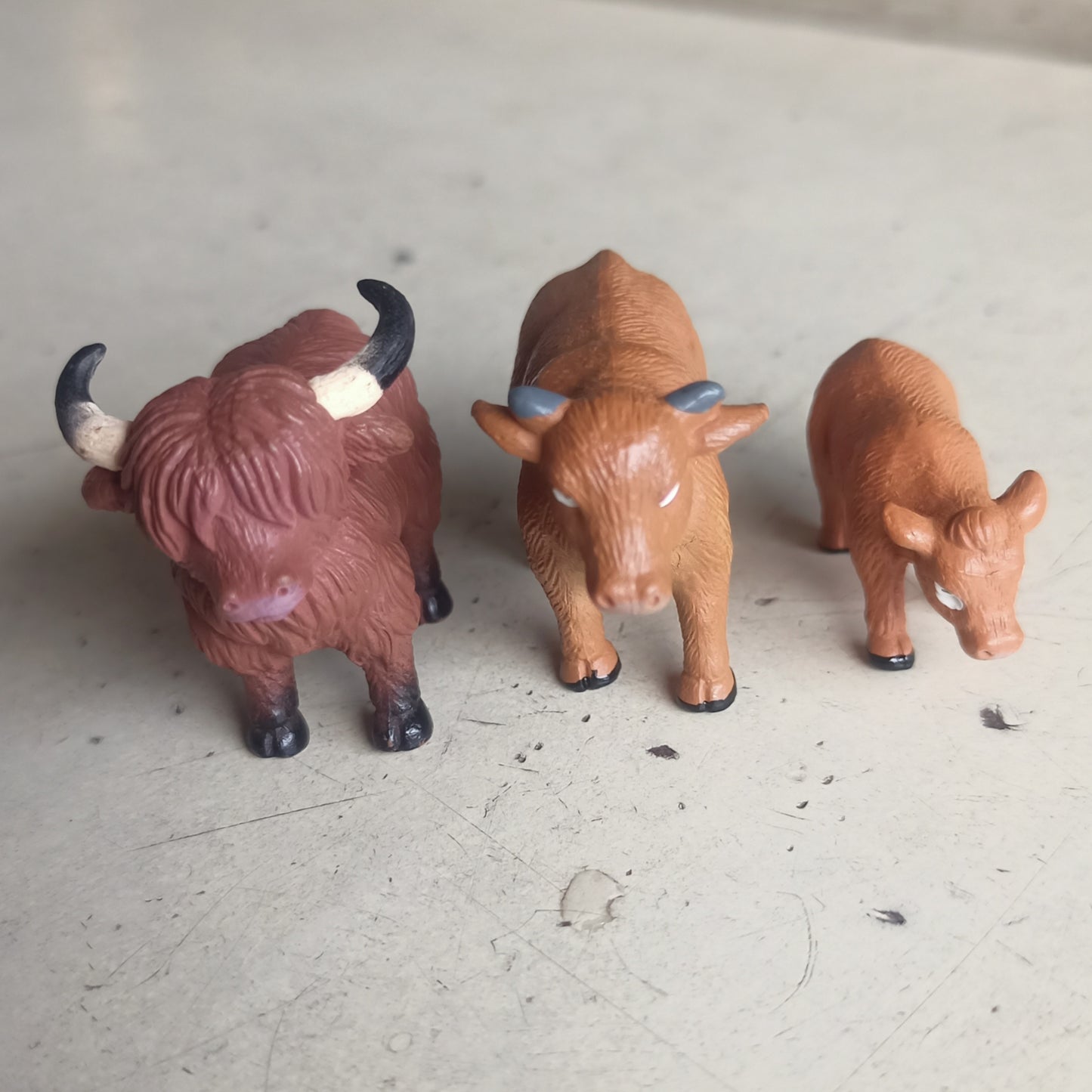 Bull family